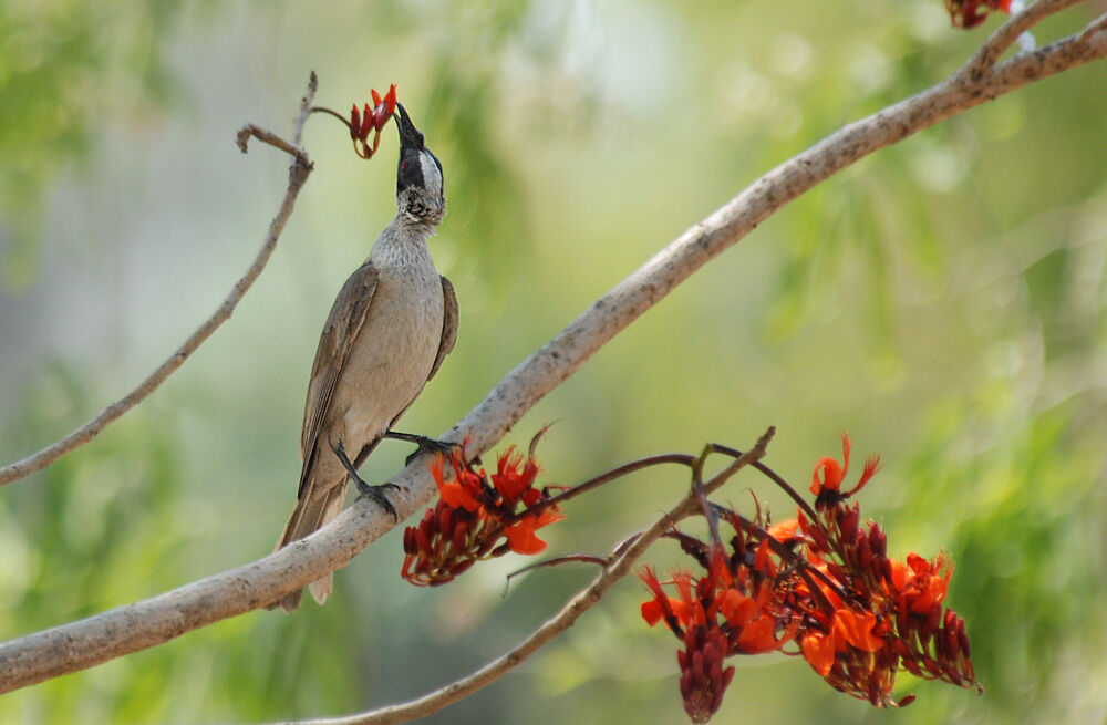 Silver-crowned Friarbirdadult