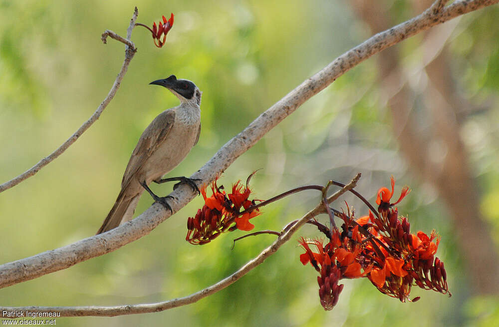 Silver-crowned Friarbirdadult