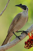 Silver-crowned Friarbird