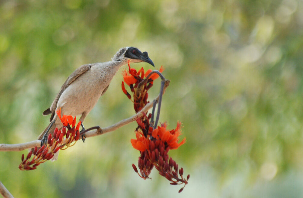 Silver-crowned Friarbirdadult