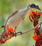 Silver-crowned Friarbird