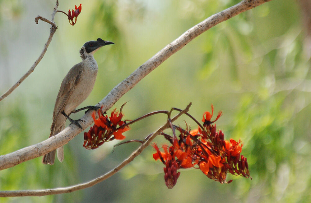 Silver-crowned Friarbird