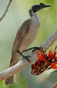 Silver-crowned Friarbird