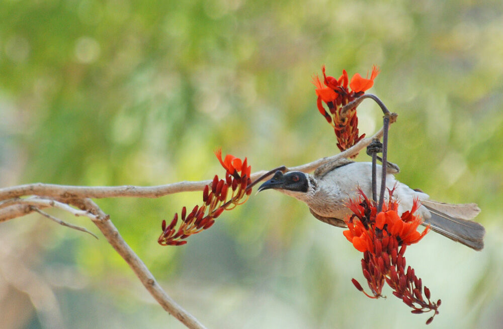 Silver-crowned Friarbirdadult