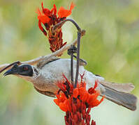 Silver-crowned Friarbird