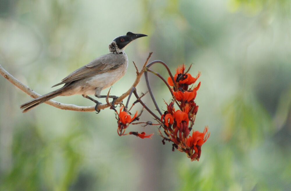 Silver-crowned Friarbirdadult