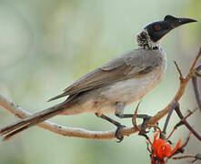 Silver-crowned Friarbird