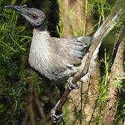 Noisy Friarbird