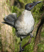 Noisy Friarbird