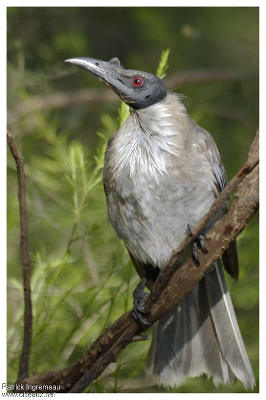 Polochion criardadulte, portrait