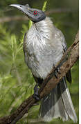 Noisy Friarbird