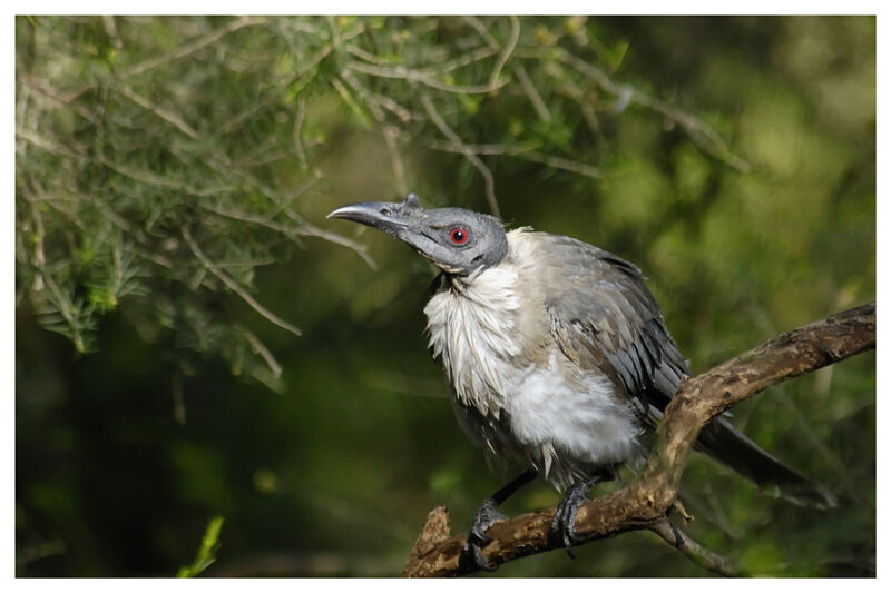 Noisy Friarbirdadult, close-up portrait