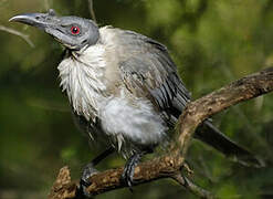 Noisy Friarbird