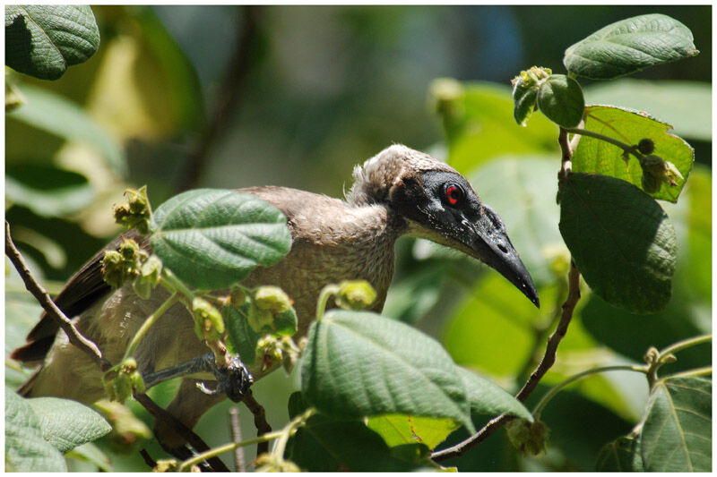 Hornbill Friarbirdadult