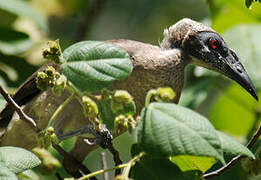 Hornbill Friarbird