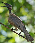 Hornbill Friarbird