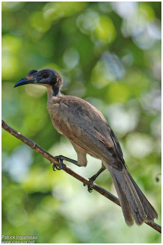 Hornbill Friarbirdadult, identification