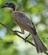 Hornbill Friarbird