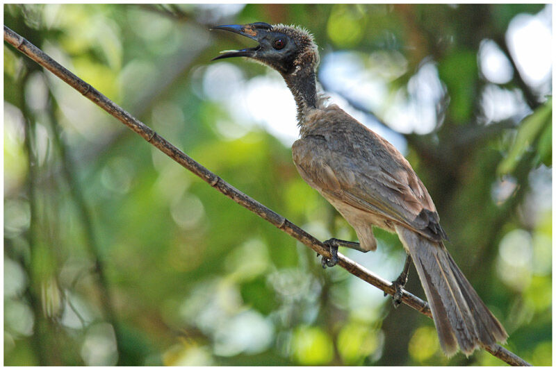 Hornbill Friarbirdadult