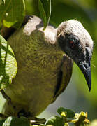 Hornbill Friarbird