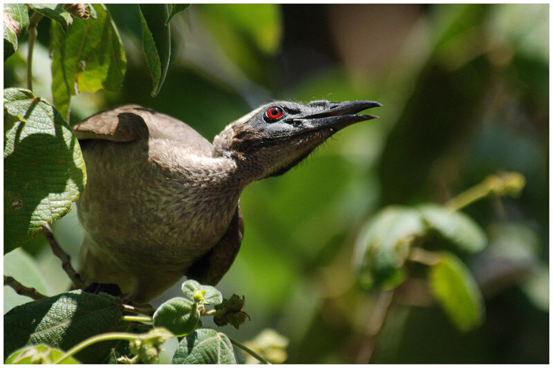 Hornbill Friarbirdadult