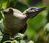 Hornbill Friarbird