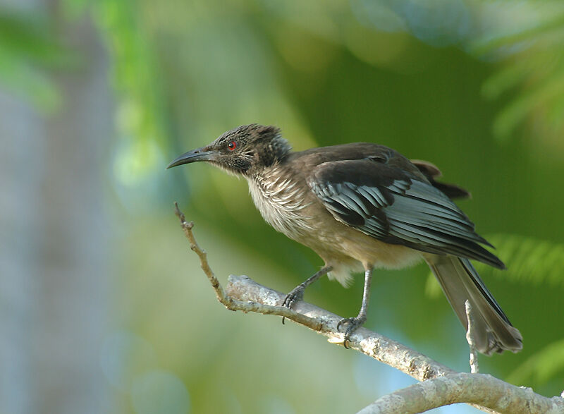 New Caledonian Friarbird