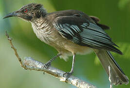 New Caledonian Friarbird