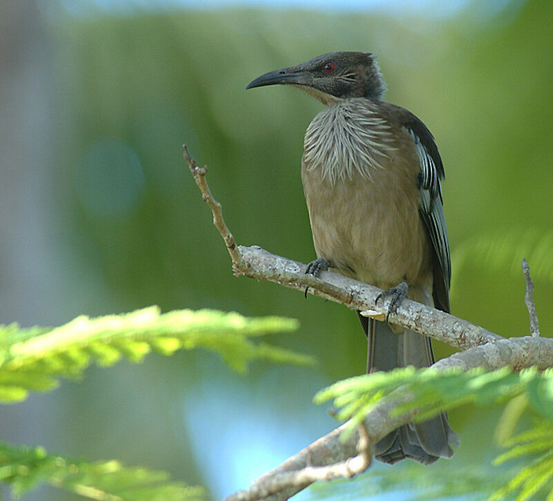 New Caledonian Friarbird