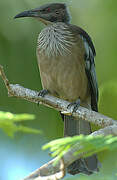 New Caledonian Friarbird