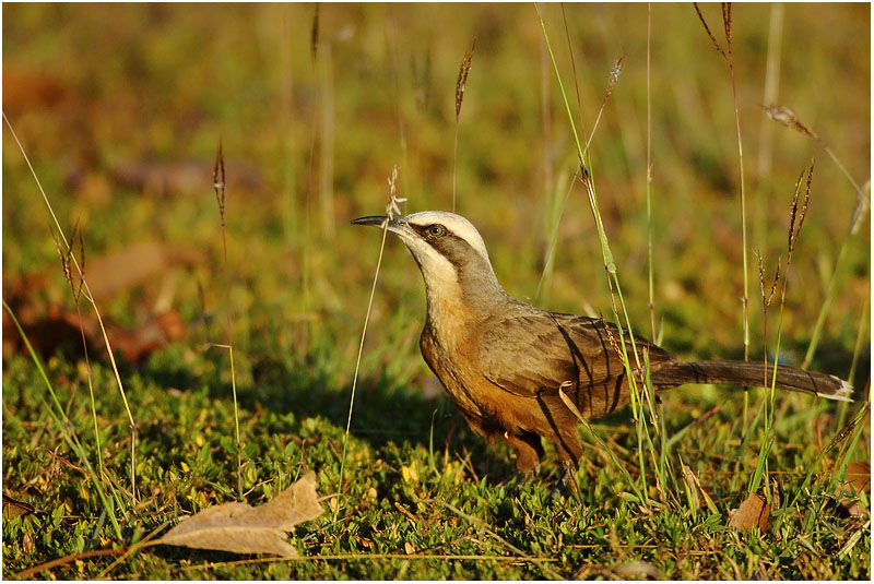 Grey-crowned Babbleradult