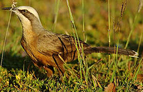 Grey-crowned Babbler