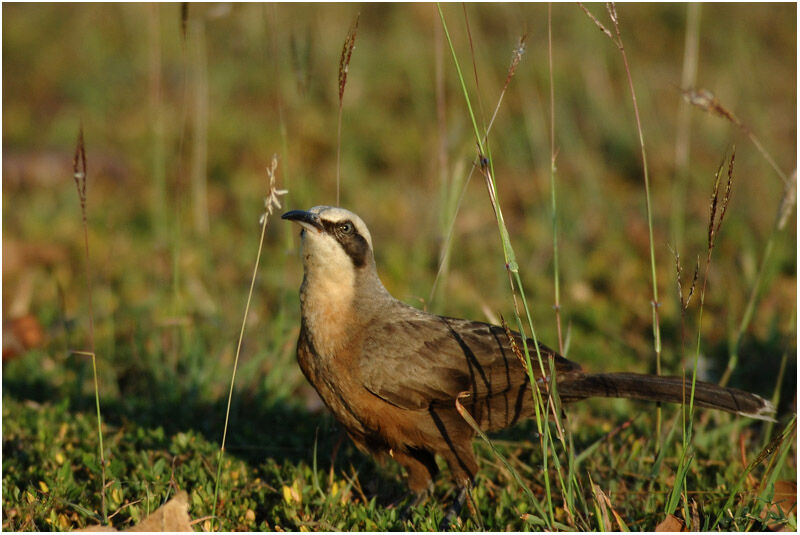 Grey-crowned Babbleradult