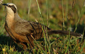 Grey-crowned Babbler