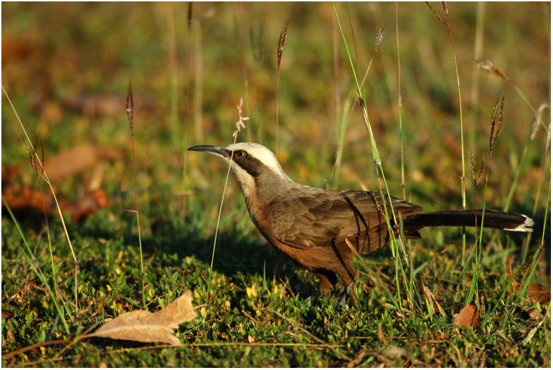 Grey-crowned Babbleradult