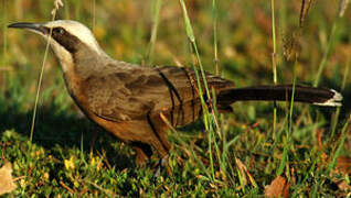 Grey-crowned Babbler