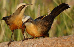 Grey-crowned Babbler