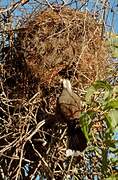 Grey-crowned Babbler