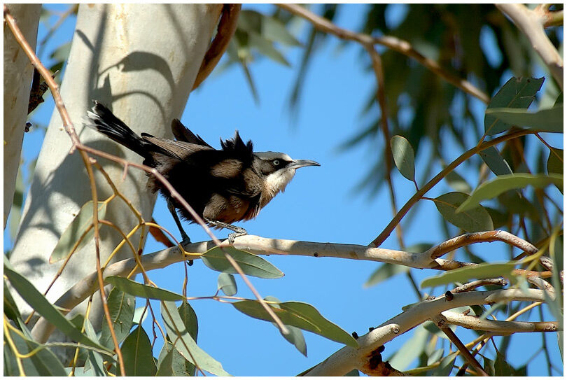 Grey-crowned Babbler