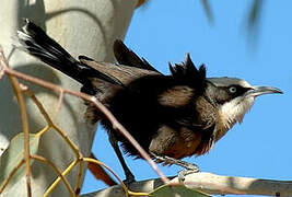 Grey-crowned Babbler