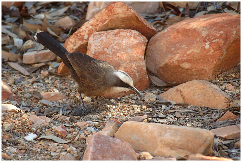 Grey-crowned Babbler