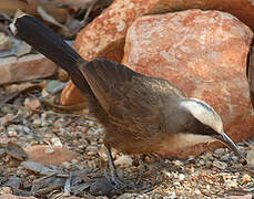 Grey-crowned Babbler