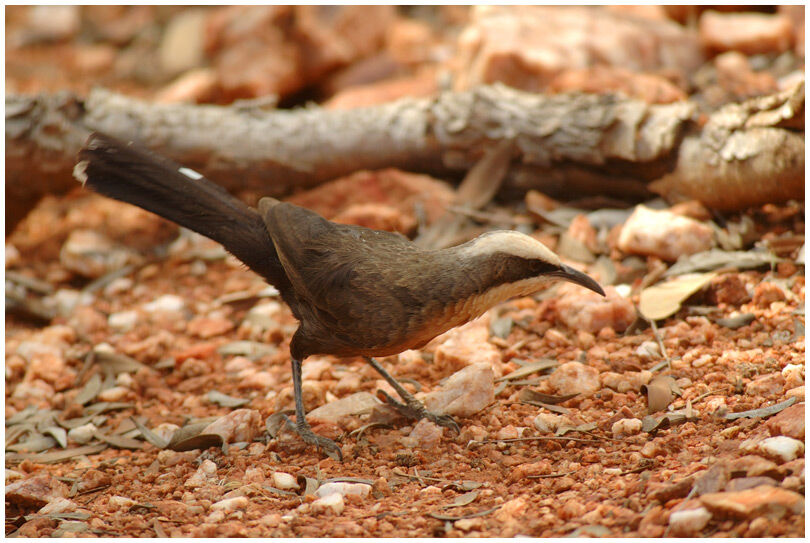 Grey-crowned Babbler