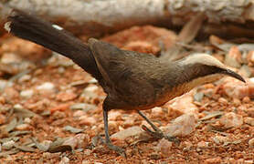 Grey-crowned Babbler