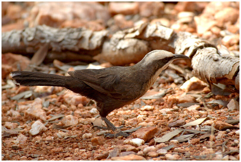 Grey-crowned Babbler