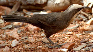 Grey-crowned Babbler