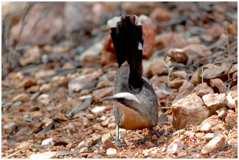 Grey-crowned Babbler