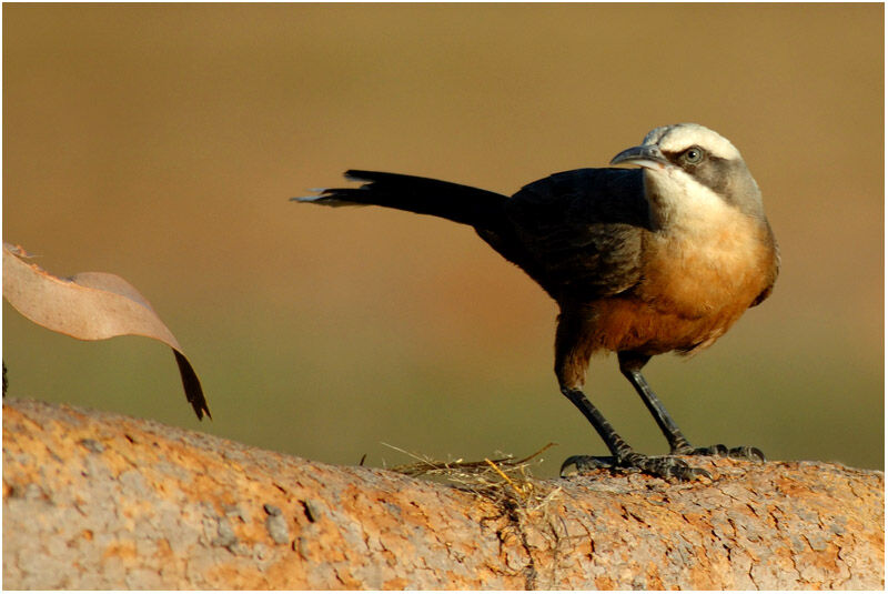 Grey-crowned Babbleradult