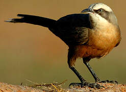 Grey-crowned Babbler