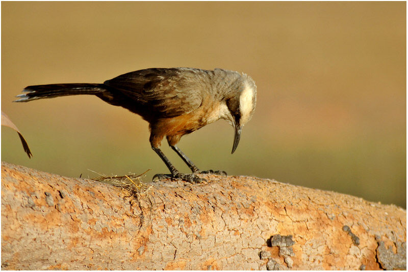 Grey-crowned Babbleradult